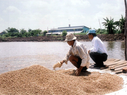 Một trang trại nuôi cá tra ở xã Hòa Hưng, huyện Cái Bè.