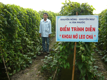 Điểm trình diễn khoai mỡ leo chà tại ấp Phú Thạnh, xã Phú Mỹ, huyện Tân Phước.