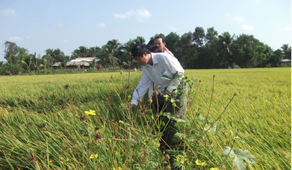 Cán bộ BVTV và nông dân tham quan mô hình “Cộng đồng sử dụng công nghệ sinh thái để quản lý rầy nâu và bệnh virus trên lúa” ở ấp Tân Thới, xã Tân Phú, huyện Cai Lậy.