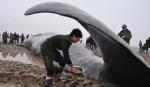 Cá nhà táng khổng lồ mắc cạn ở Trung Quốc