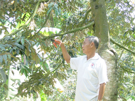 Ông Lê Văn Bé bên vườn sầu riêng đang ra hoa.