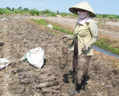 Thu hoạch khoai mỡ ở Tân Hòa Đông.