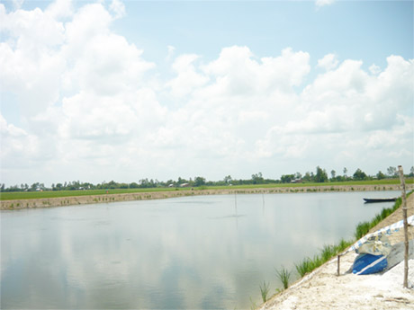 Nhiều ao ương cá tra giống ở xã Thạnh Lộc (Cai Lậy) được chuyển từ những ruộng lúa.