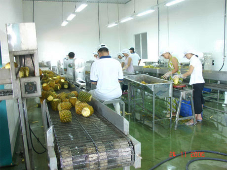 Dây chuyền chế biến thủy sản của Công ty CP thủy sản Ngọc Xuân và dây chuyền chế biến khóm do cơ sở Thái Hòa sản xuất.
