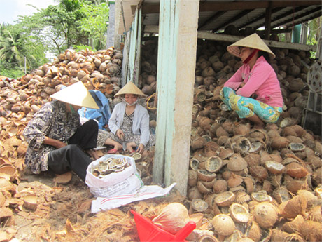 Người dân Hòa Định tách cơm dừa phơi khô để bán.