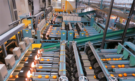 Nhà máy phân loại và đóng gói quýt để xuất khẩu.