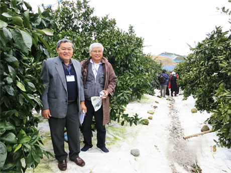 Đoàn tham quan vườn trồng quýt Satsuma được phủ bạt để tăng độ ngọt.