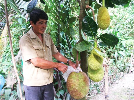 Ông Nguyễn Văn Lược chăm sóc vườn mít đang cho thu hoạch.