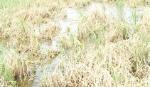Cái Bè: Hơn 1.000 ha lúa bị bệnh cháy lá