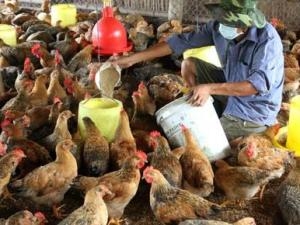 Phát triển chăn nuôi gia cầm theo chương trình an toàn sinh học ở tỉnh Trà Vinh.
