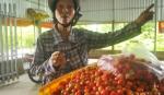 Nông dân khổ vì trồng sơri “chua”