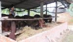 Xã Hòa Định: Khả thi với dự án chăn nuôi bò sinh sản