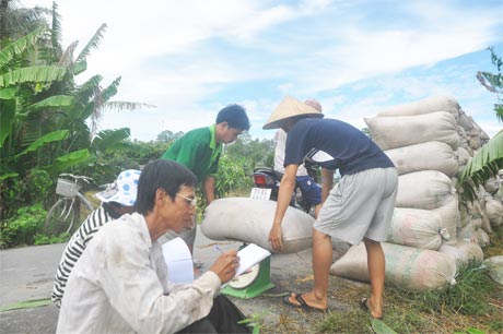 Ông Huỳnh Văn Oanh bán lúa tươi ngay tại bờ ruộng khi vừa  thu hoạch xong.