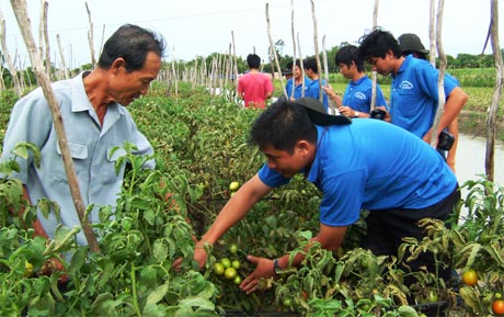 Sinh viên tình nguyện Trường  Cao đẳng Nông nghiệp  Nam bộ cùng  nông dân Tân Tây  - Gò Công Đông  ra đồng chăm sóc  cà chua.  Ảnh: P. MAI