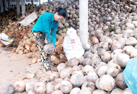 Giá dừa thấp, người trồng dừa và thương lái cùng gặp khó.