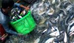Giá cá tra ở Đồng bằng sông Cửu Long giảm mạnh