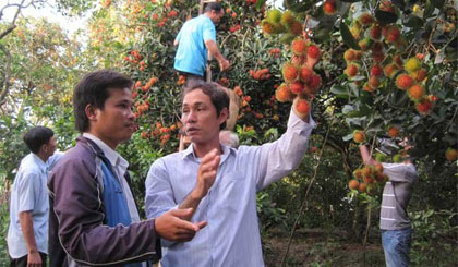 Sản xuất rải vụ cây ăn trái: Biện pháp chống rớt giá
