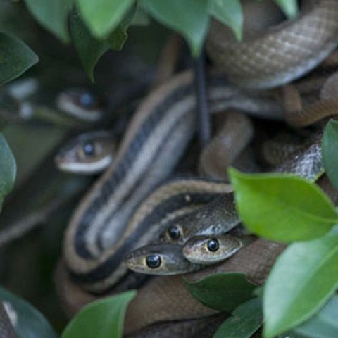 Tham quan Trại rắn Đồng Tâm, bạn sẽ dịp khám phá lối sống, sinh hoạt của loại bò sát quen thuộc này.