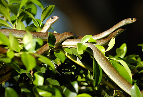 Trại rắn Đồng Tâm - bảo tàng rắn đầu tiên và là nơi lưu giữ nhiều tiêu bản rắn nhất nước ta.