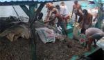 Phú Quốc: Thiếu nguyên liệu cá cơm làm nước mắm