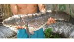 Một nông dân chài được con cá lóc nặng 6kg