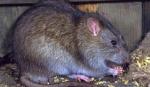 Nguy cơ bị virus Hanta gây suy thận từ chuột cống