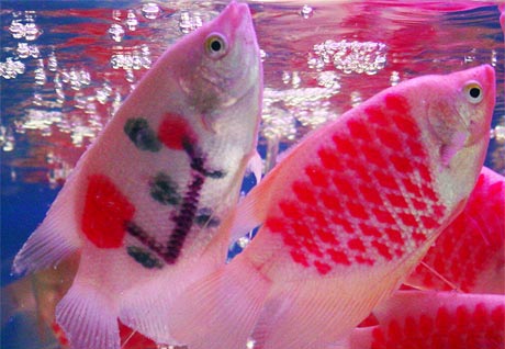 Cần thực hiện nhiều biện pháp phòng bệnh để cá phát triển tốt và có màu sắc đẹp (ảnh: cá bạch tượng được tiêm màu chuẩn bị xuất bán tại bể cá cảnh ở phường 5, TP. Mỹ Tho).