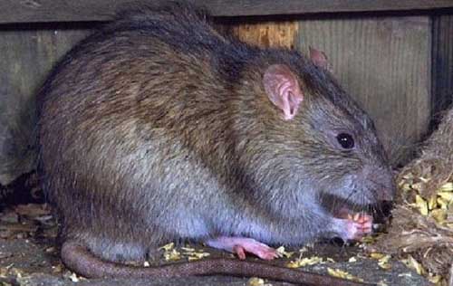 Chuột cống cư ngụ dưới cống rãnh nên có nguy cơ truyền bệnh cho con người nhiều hơn. Ảnh: N.H