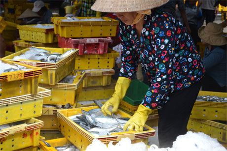 Đánh bắt hải sản là thế mạnh của huyện Gò Công Đông. Ảnh: Vân Anh
