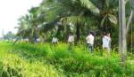 Mô hình “ruộng lúa bờ hoa” tiết kiệm 3 lần phun thuốc BVTV