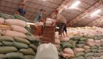 Xuất khẩu gạo của Việt Nam sẽ có những bước tiến xa hơn