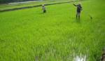 Chính sách hỗ trợ bảo vệ và phát triển đất trồng lúa