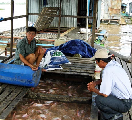 Bà con nuôi cá bè không nên vội thả cá điêu hồng giống để tiếp tục thả nuôi vào thời điểm này (Ảnh chụp tại phường Tân Long, TP. Mỹ Tho).