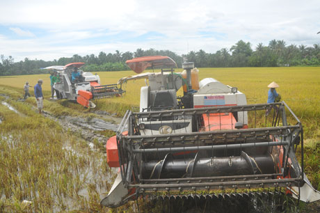  Mô hình trồng lúa  theo CĐML ngày càng phát huy được hiệu quả và nhân rộng trong khu vực ĐBSCL (thu hoạch lúa ở xã Hậu Mỹ Trinh, huyện Cái Bè).