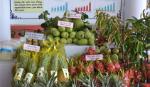 ĐBSCL đẩy mạnh mô hình cây ăn trái đặc sản theo hướng VietGAP, GlobalGAP