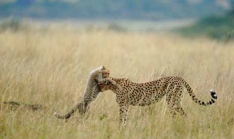  Giải thưởng do độc giả bình chọn/Hạng mục Thiên nhiên: TENDER MOMENT – Khoảnh khắc âu yếm giữa chú báo Cheetah mẹ tên Malaika và đứa con của nó. Tác giả: Sanjeev Bhor.