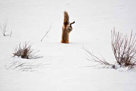  Giải khuyến khích: RED FOX CATCHING MOUSE UNDER SNOW – Chú cáo đỏ bắt chuột dưới lớp tuyết trắng. Với chiếc mũi cực thính, cáo đỏ có thể xác định được các con chuột ẩn nấp ở độ sâu hơn nửa mét dưới lớp tuyết. Nhảy tung lên cao và cắm đầu qua lớp tuyết, lúc này thân nó dựng đứng và tóm lấy con mồi nấp dưới tuyết. Tác giả: Micheal Eastman.