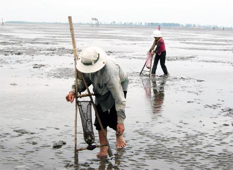 Nông dân đang cào nghêu ở bãi biển Tân Thành, huyện Gò Công Đông.