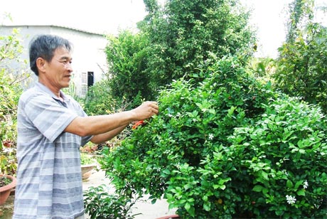 Ông Dương Văn Lựu đang chăm sóc sân vườn cho khách.