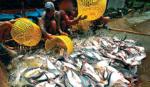 ĐBSCL đưa kim ngạch xuất khẩu cá tra đạt 2 tỷ USD năm 2013