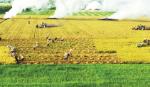 Nông nghiệp Tiền Giang tiếp tục là trụ cột của nền kinh tế