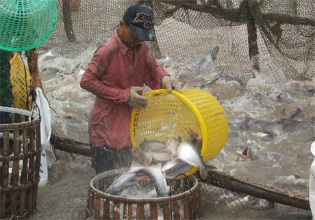 Thu hoạch cá tra tại vùng nuôi công nghiệp của GODACO tại tỉnh Bến Tre.