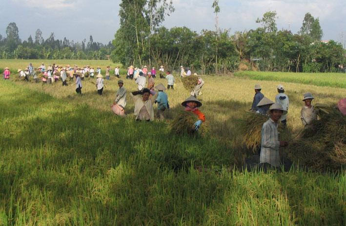 Gặt lúa hè thu chính vụ ở xã Bình Phục Nhứt, huyện Chợ Gạo. Ảnh: Nguyễn Hữu