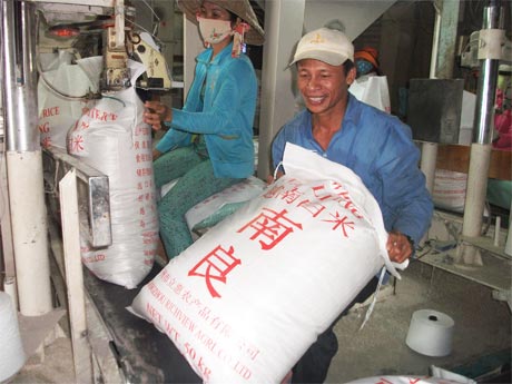 Dự báo xuất khẩu gạo gặp nhiều khó khăn sẽ ảnh hưởng đến giá mua lúa gạo của nông dân. 