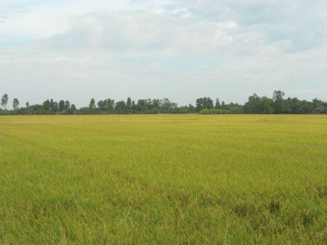 Vụ lúa đông xuân 2012-2013 ở ĐBSCL sẽ được thu hoạch rộ ngay sau tết. Ảnh: Vân Anh
