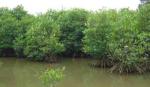 Phát triển bền vững rừng phòng hộ ven biển Tiền Giang