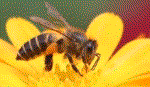 Nọc ong có thể tiêu diệt virus HIV