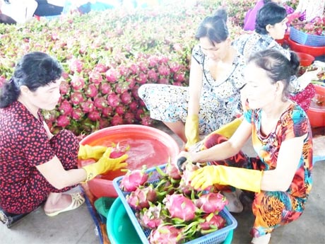 Thanh long đang được Công ty TNHH Long Việt (xã Đăng Hưng Phước, Chợ Gạo) làm sạch, đóng thùng cung ứng ra thị trường.