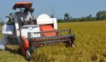 VFA đề xuất 5 nhóm giống lúa xuất khẩu cho vụ Đông Xuân ở ĐBSCL