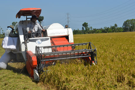 Nông dân phải bỏ ra 60-70% chi phí để sản xuất ra hạt lúa nhưng chỉ nhận được khoảng 30% lợi nhuận. Ảnh: Vân Anh